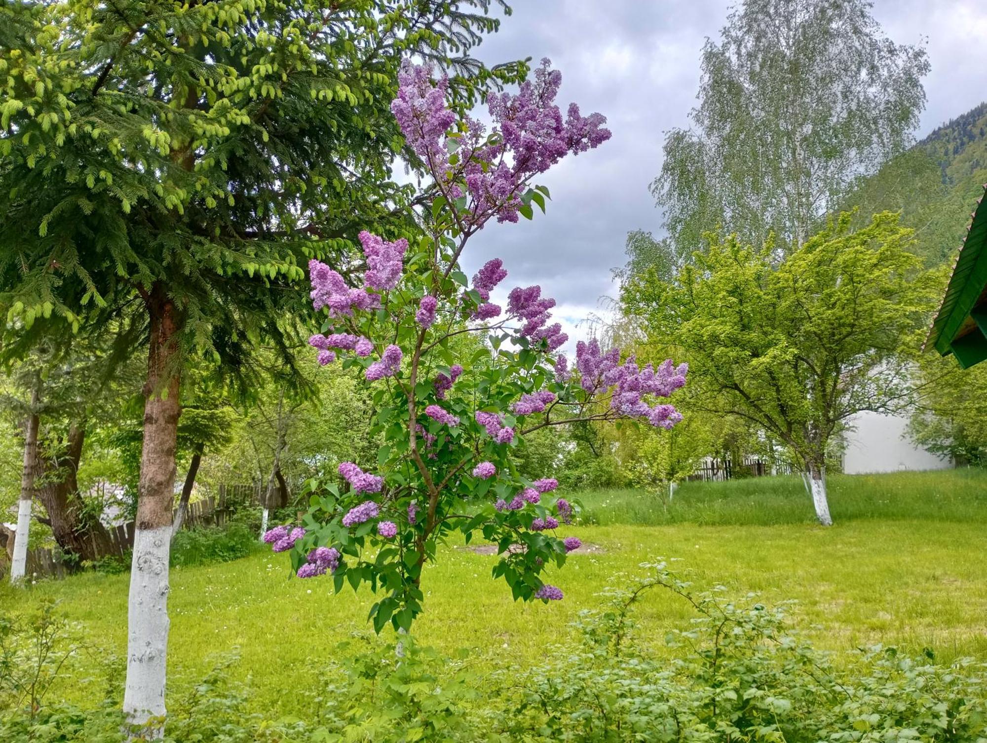 Pensiunea Irina 1 Si 2 Zărneşti Dış mekan fotoğraf